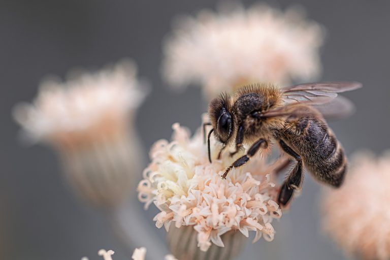 Das Volksbegehren „Rettet die Bienen“ hat die 10% Marke geschafft!!!!